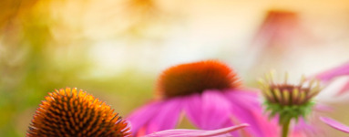 Пурпурна ехинацея (Echinacea purpurea)